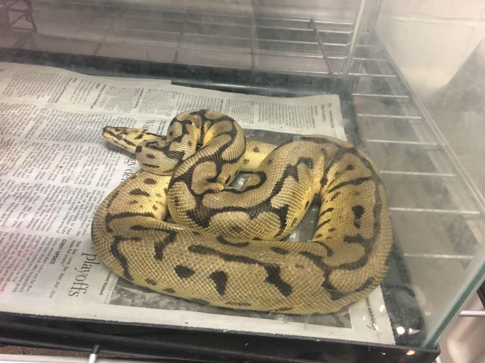 Stray python